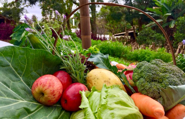 Líder no País, Paraná chega a 352 municípios com adesão ao Sistema de Segurança Alimentar
