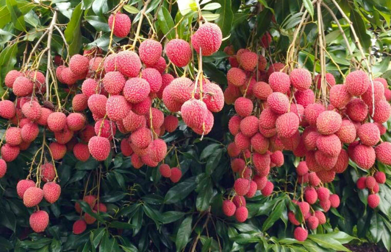 Com apoio do IDR-Paraná, encontro vai debater rumos da fruticultura no Estado